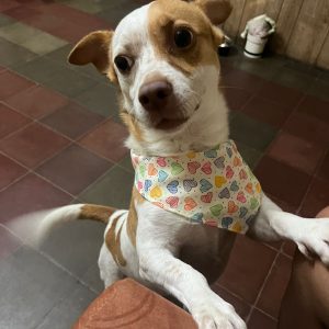 Bandanas para Perro (Talla M)